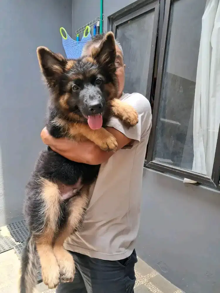 HERDER / GERMAN SHEPHERD DOG