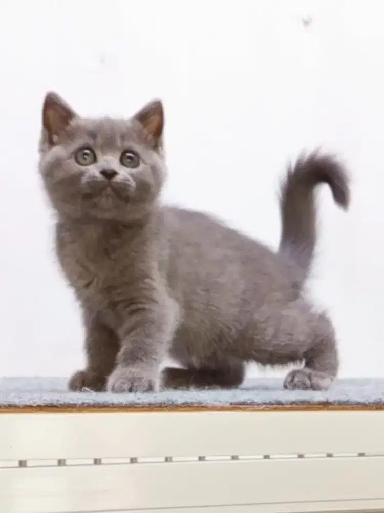 Munchkin NS blue solid