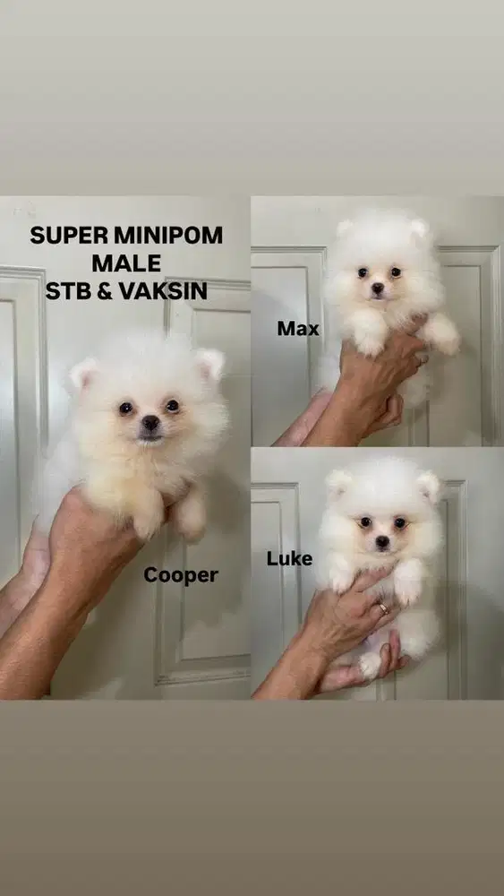 Super minipom white jantan