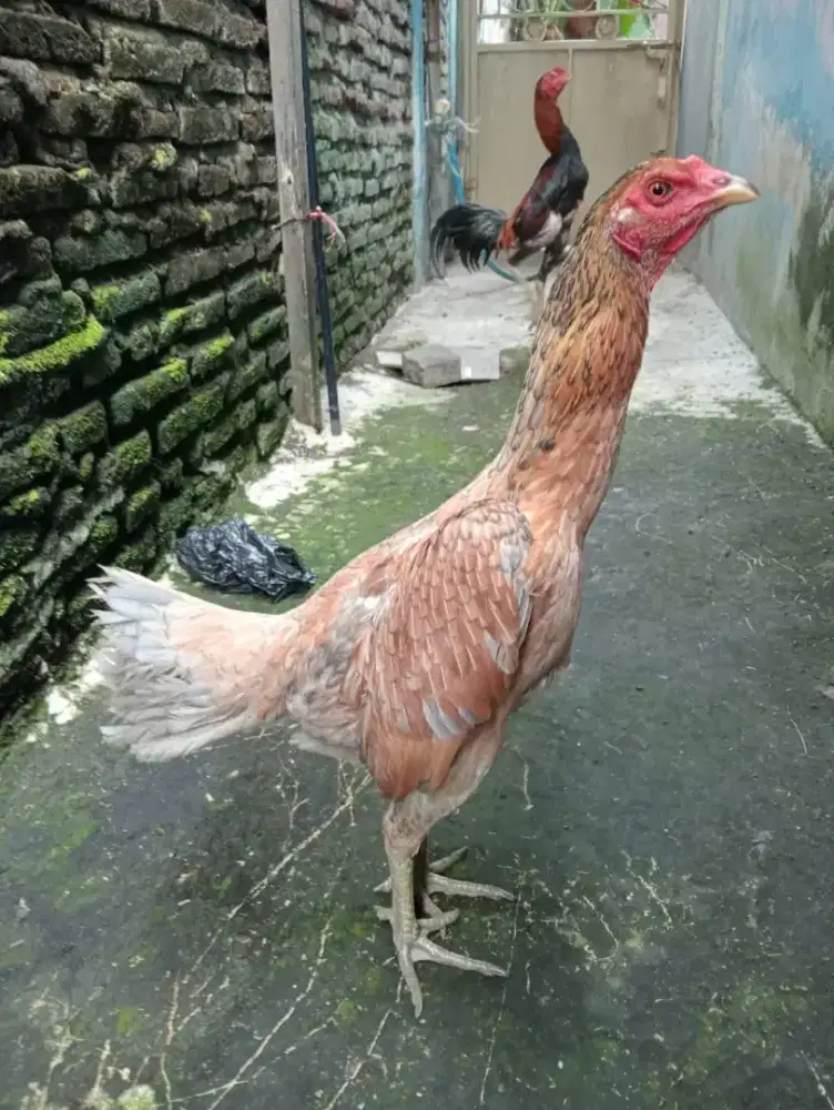 Ayam Betina mangon