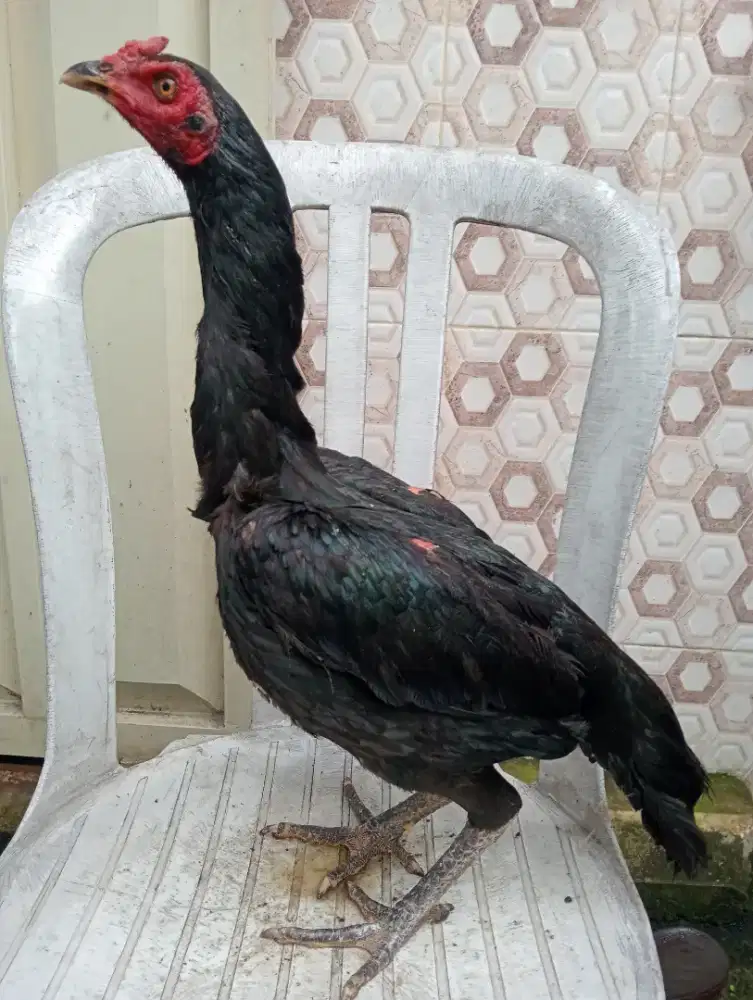 Ayam betina Bangkok klasik tarung semi brakot
