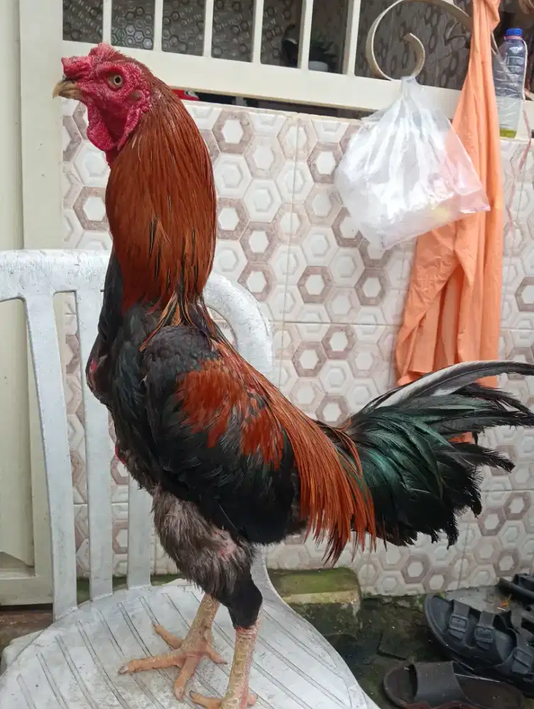 Ayam Bangkok wiring jengger baret