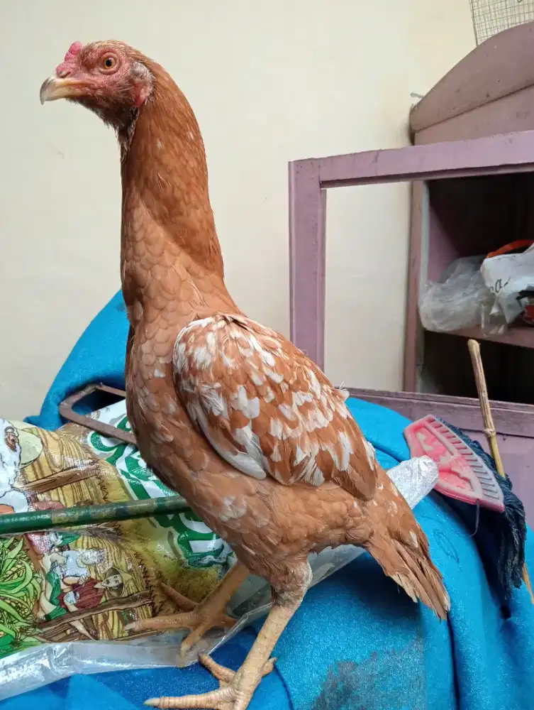 Ayam Betina body big long ekor semi lidi