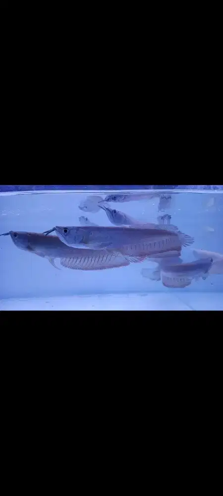 Ikan hias predator arwana silver red -+17cm