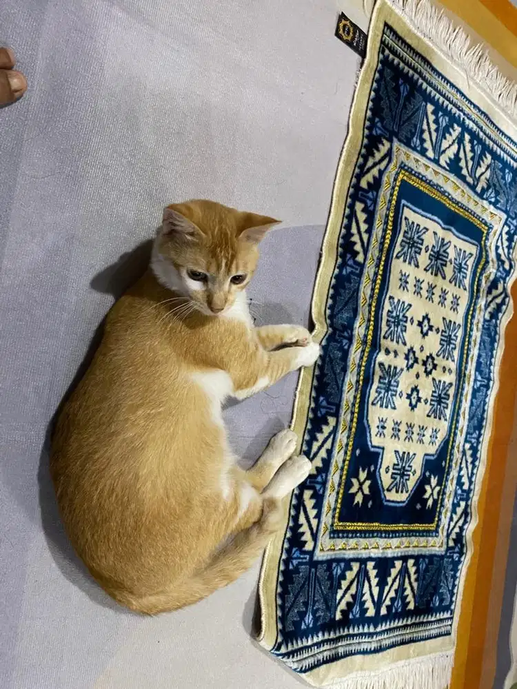 Free adopt kucing jantan