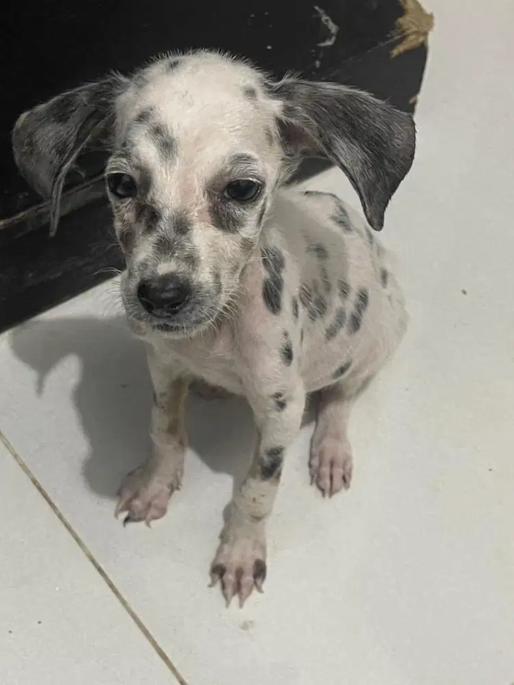 DI JUAL ANJING DALMATIAN