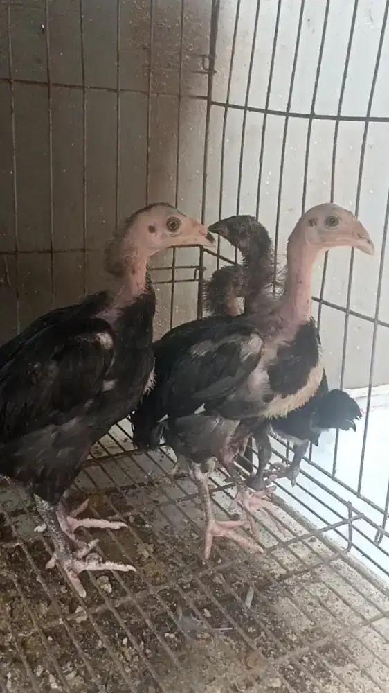 Ayam bangkok anakan 5 ekor