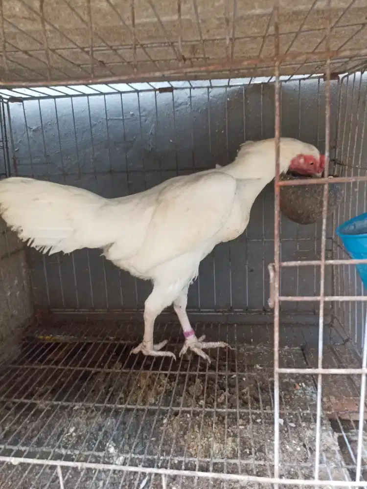 Ayam bangkok klasik putih mata kristal