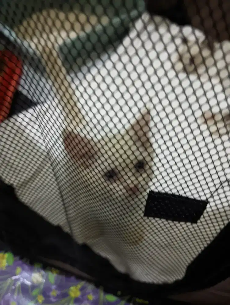 Jual Kucing Persia mix Peaknose