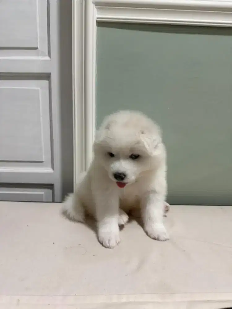 Samoyed Puppies Jantan Stamboom