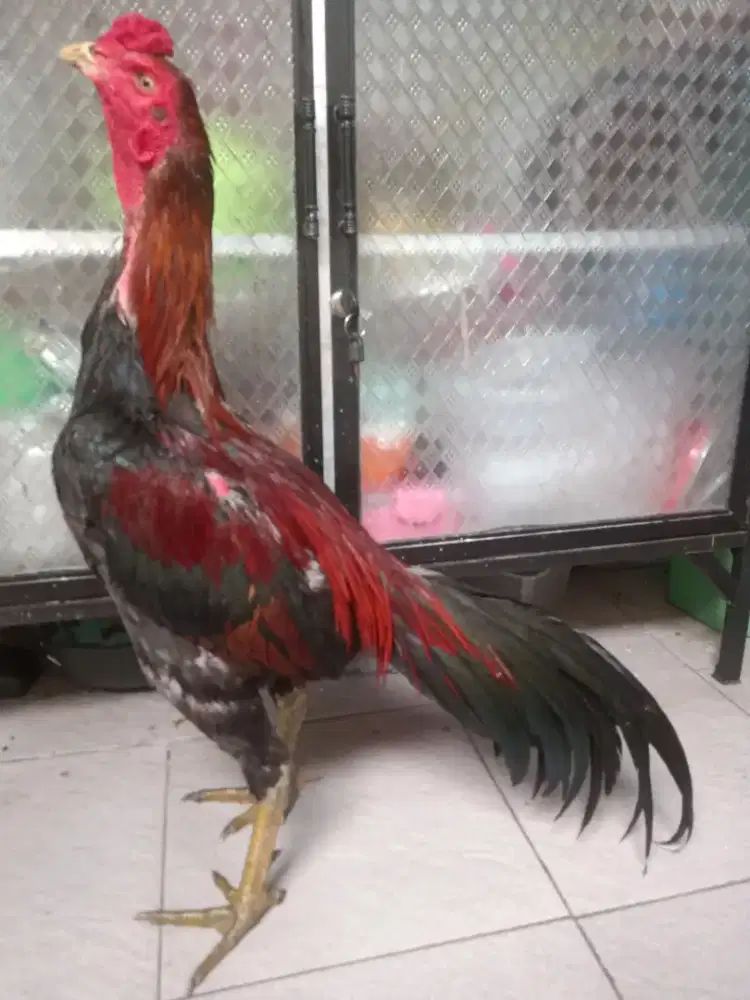 Ayam jantan Mangon Silangan bangkok