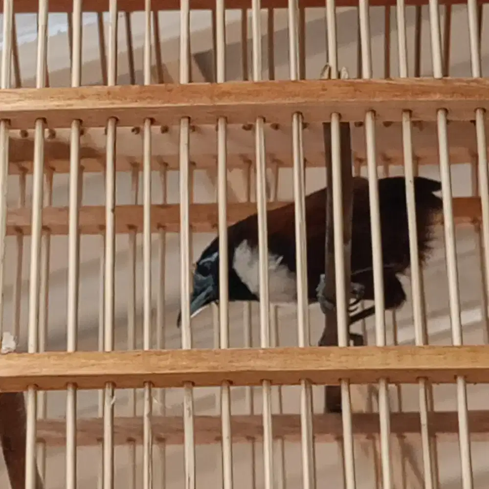 Jual barter yg cocok burung putih