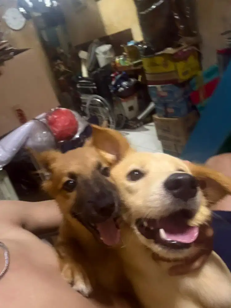 Doggy labrador n pom mix bundling 2