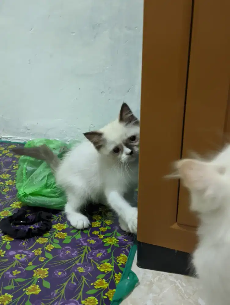 Jual Kucing Persia Himalaya