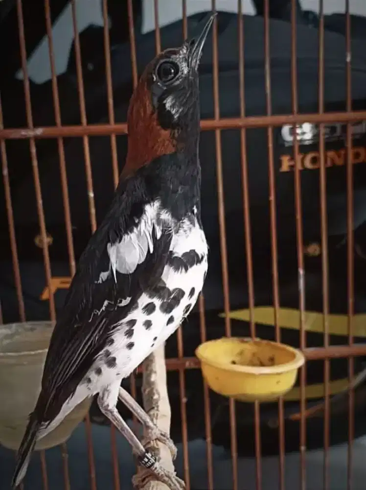 Anis kembang gacor ngeroll