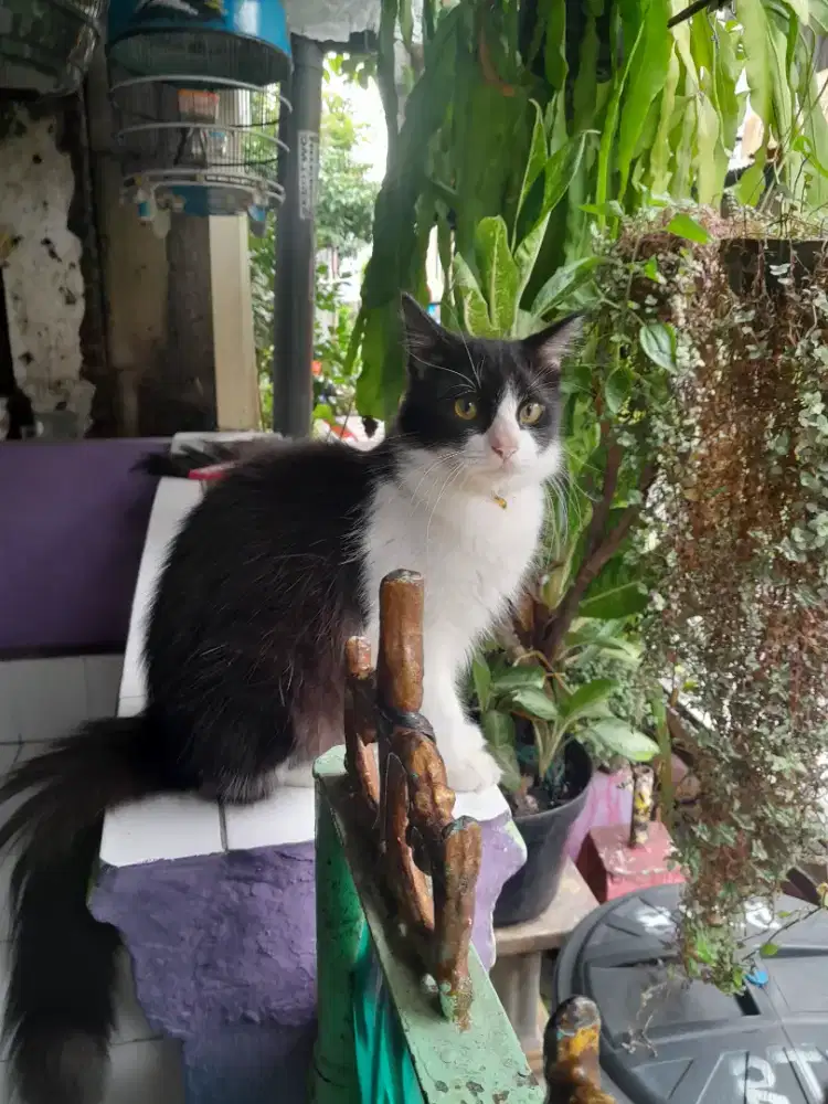 Kucing jantan mixdiom