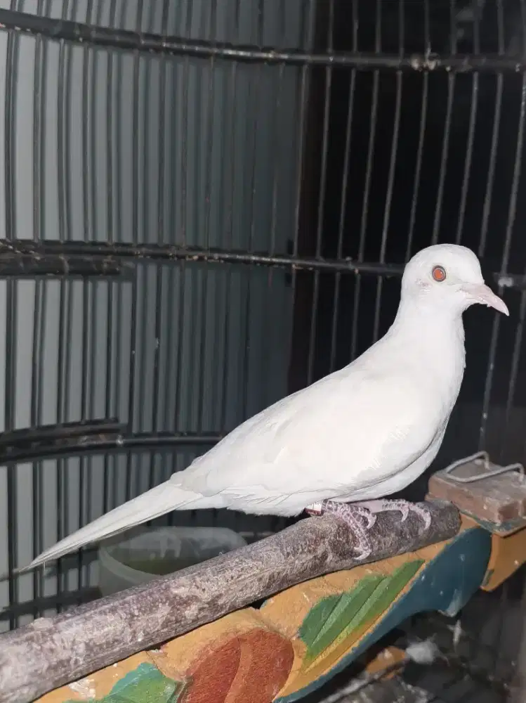 Perkutut Putih Kapas Mata Merah