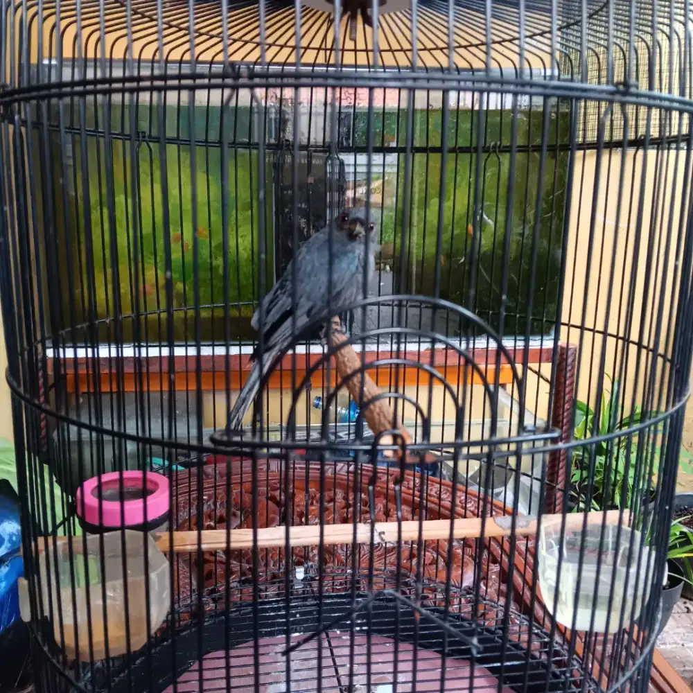 Srigunting abu2 fulset