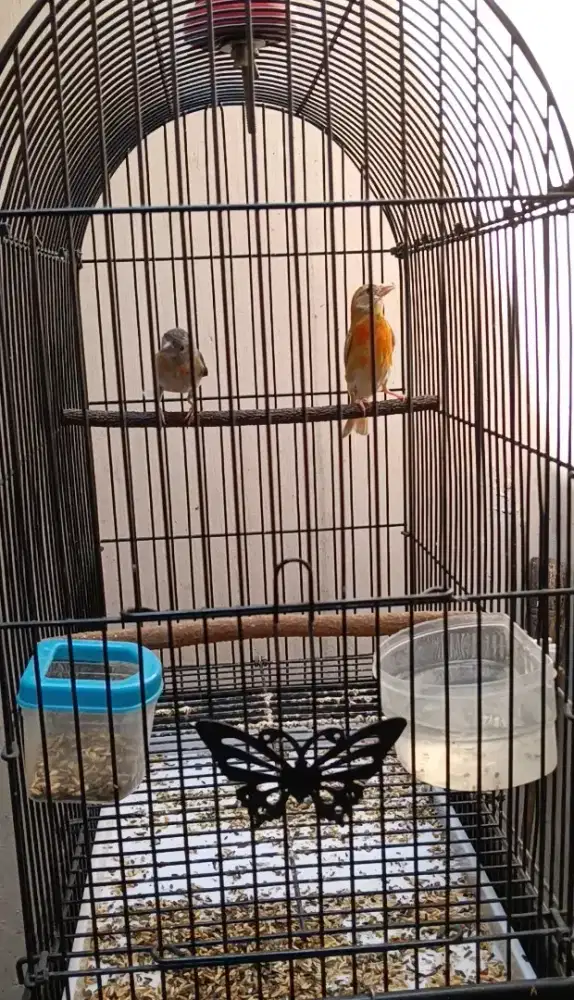 Burung remaja red siskin double dilute jantan dan betina klasik