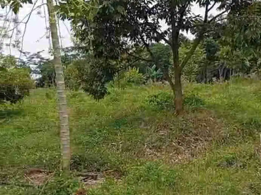 tanah kebun bonus pohon durian