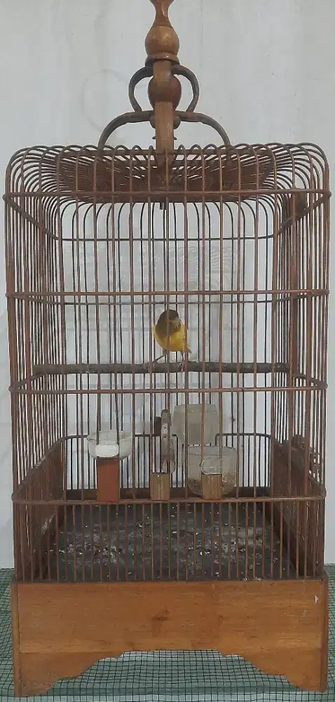 Kenari lokal bon orange