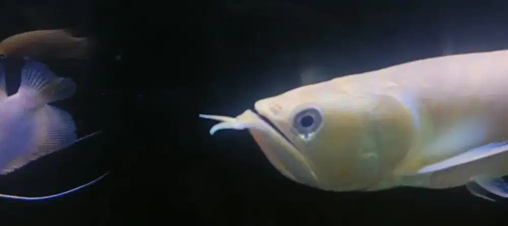 Ikan Arwana albino unik no tail uk 40cm