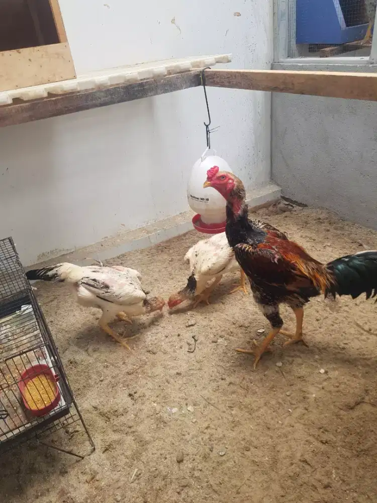 Anak Ayam Shamo Eropa Murni