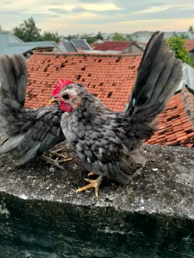 Ayam Serama sepasang warna abu,sesuai gambar