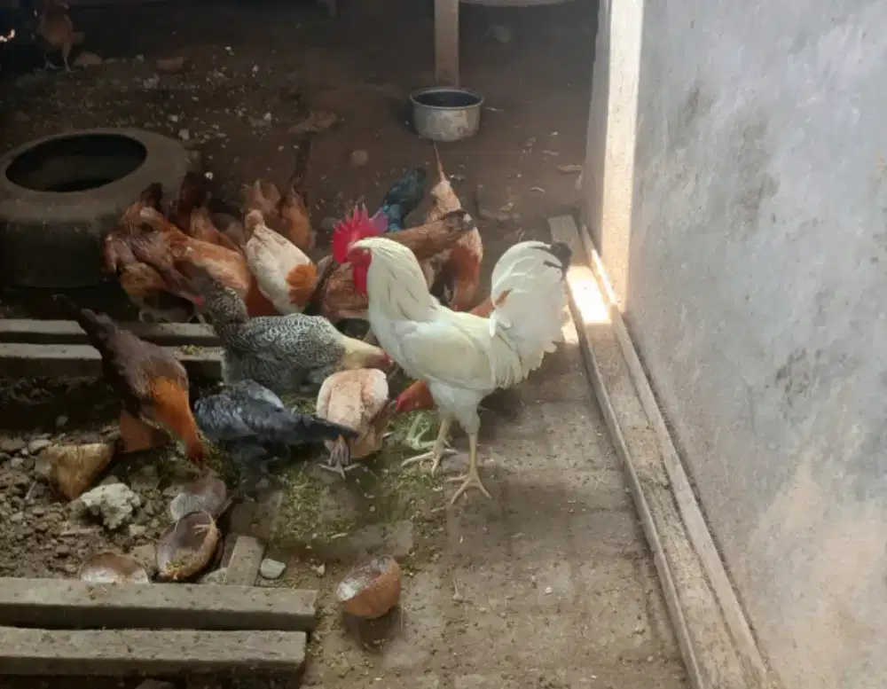 Pejantan ayam elba