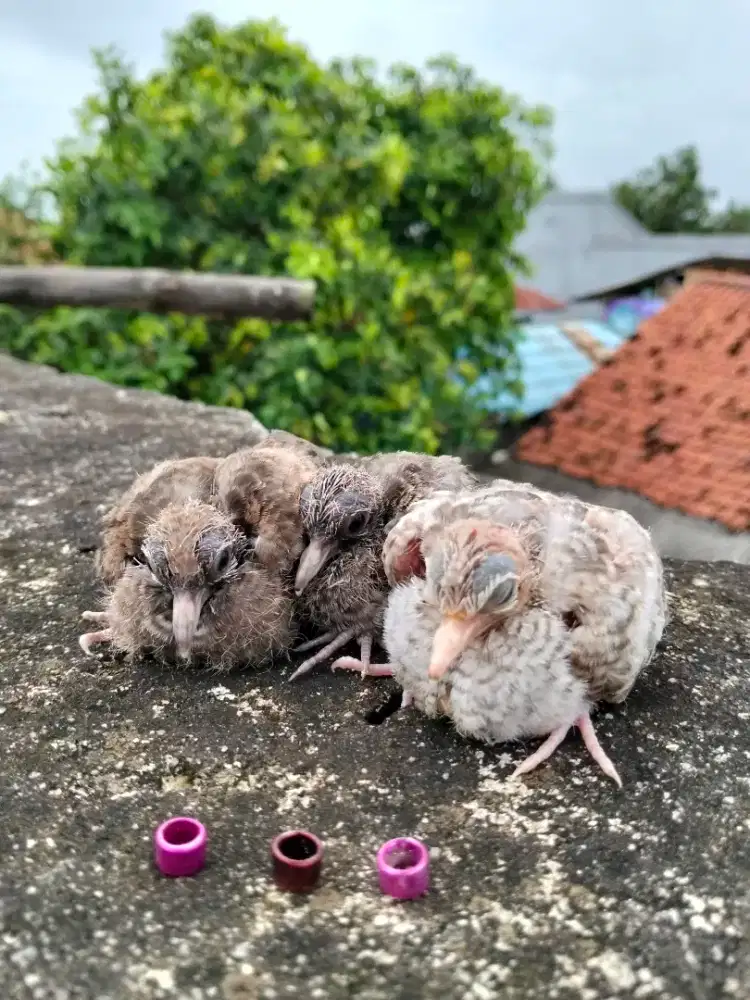 Lolohan perkutut sepasang