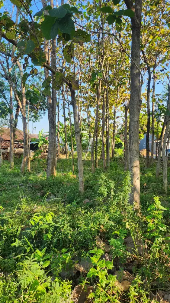 Harga 325 juta Tanah Kapling 200 meter