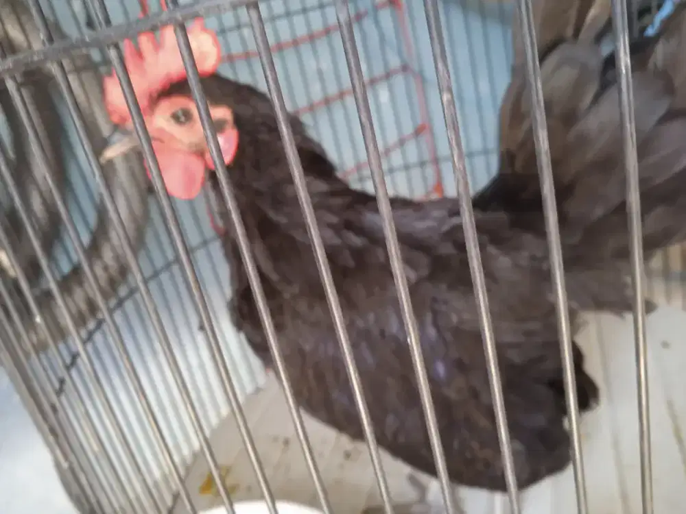 Ayam Kate jantan usia 4 bulanan