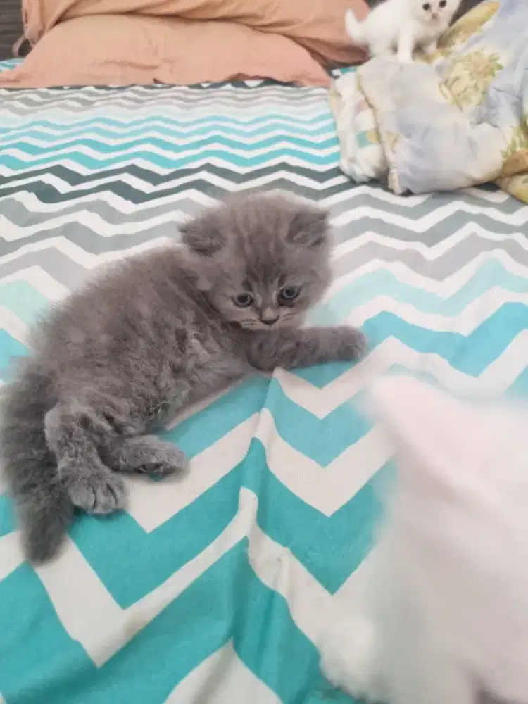 Lepas adopt Kitten persia