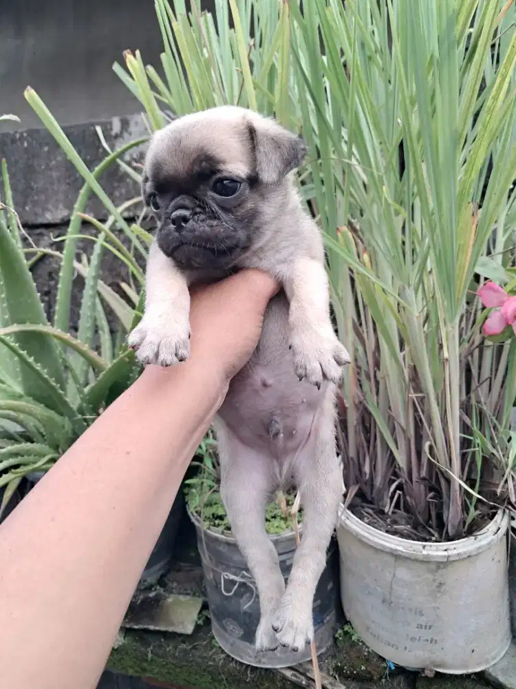 Anjing pug jantan