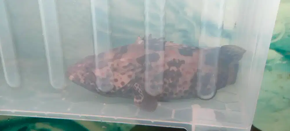 ikan kerapu full air tawar