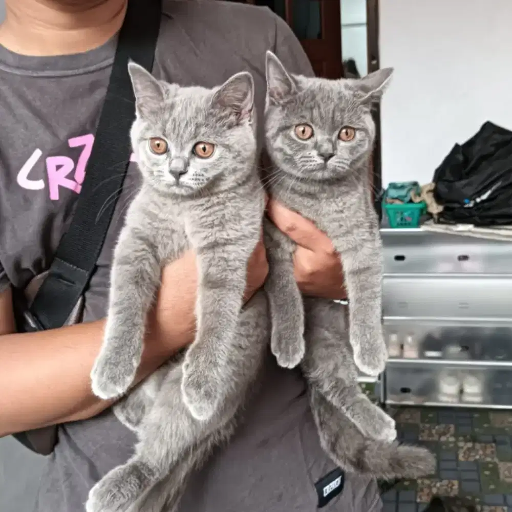 Kucing British shorthair bsh kitten betina