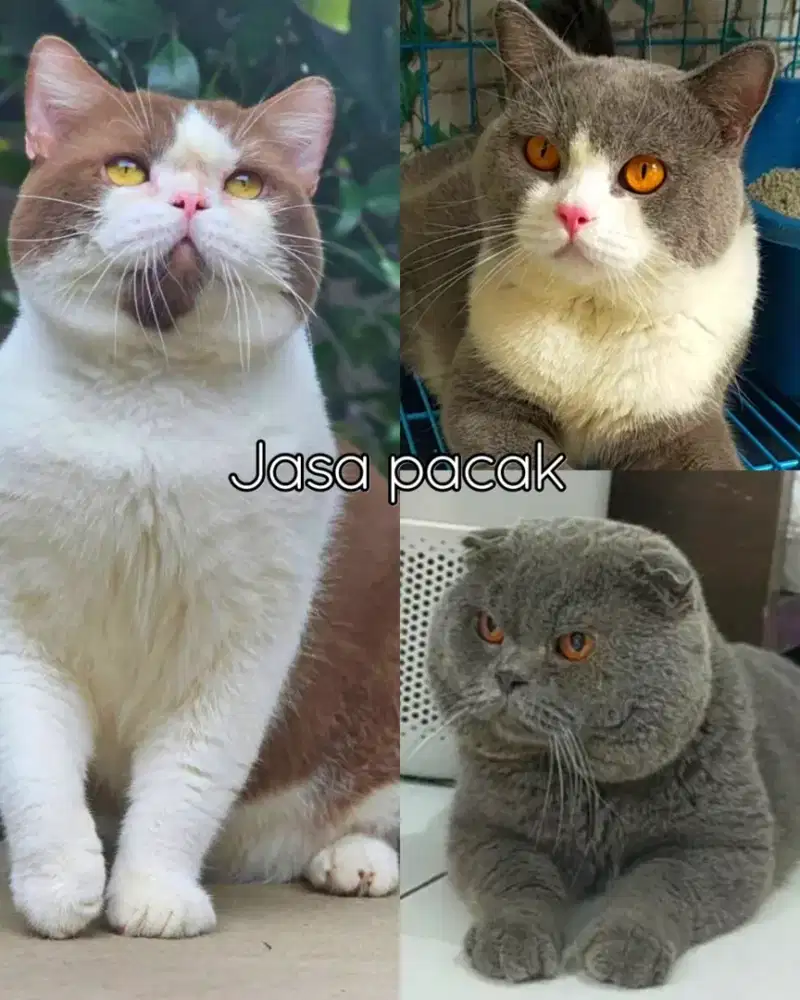 Jasa pacak kucing bsh dan sf