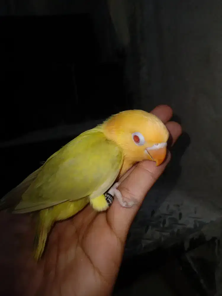 Lovebird biola aqua homozigot pf