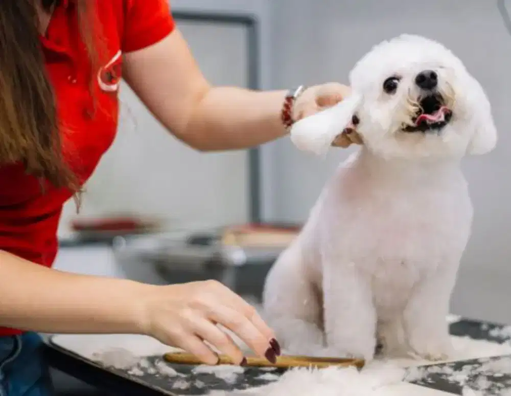 INDO pet Grooming panggilan datang kerumah