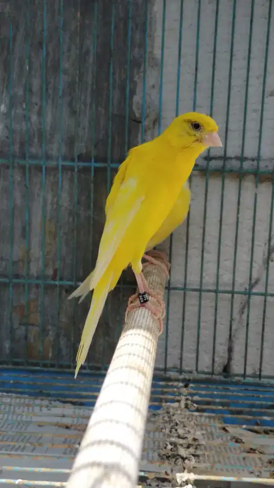 Burung kenari bbsf betina siapan