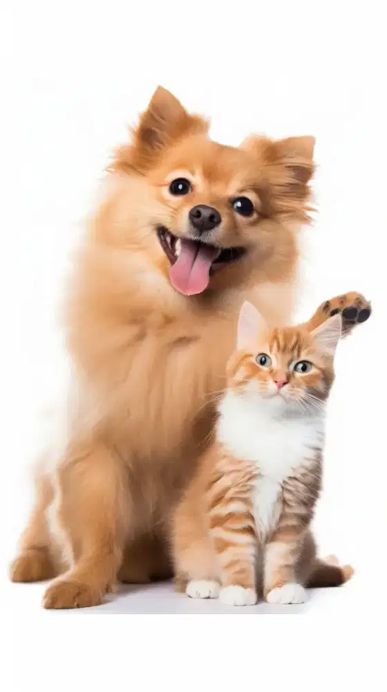 Jasa Grooming anjing&kucing panggilan datang kerumah