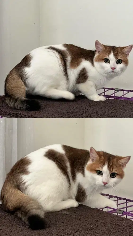 British short hair bicolor golden