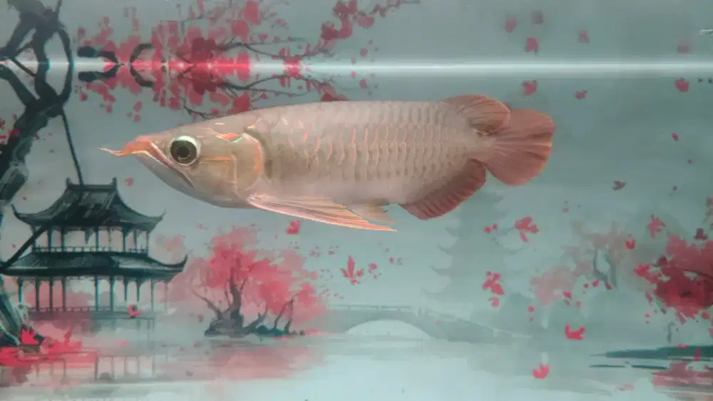 Ikan arwana super red ada sertifikat dan chip