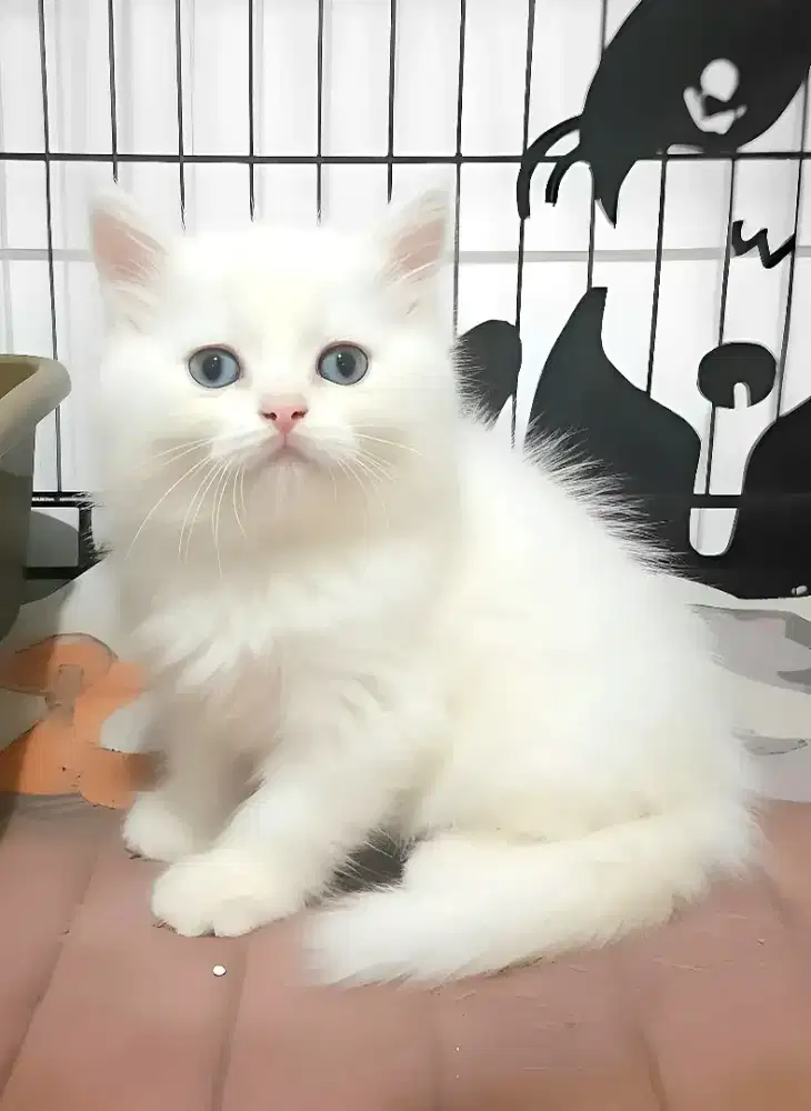 Kucing persia jantan