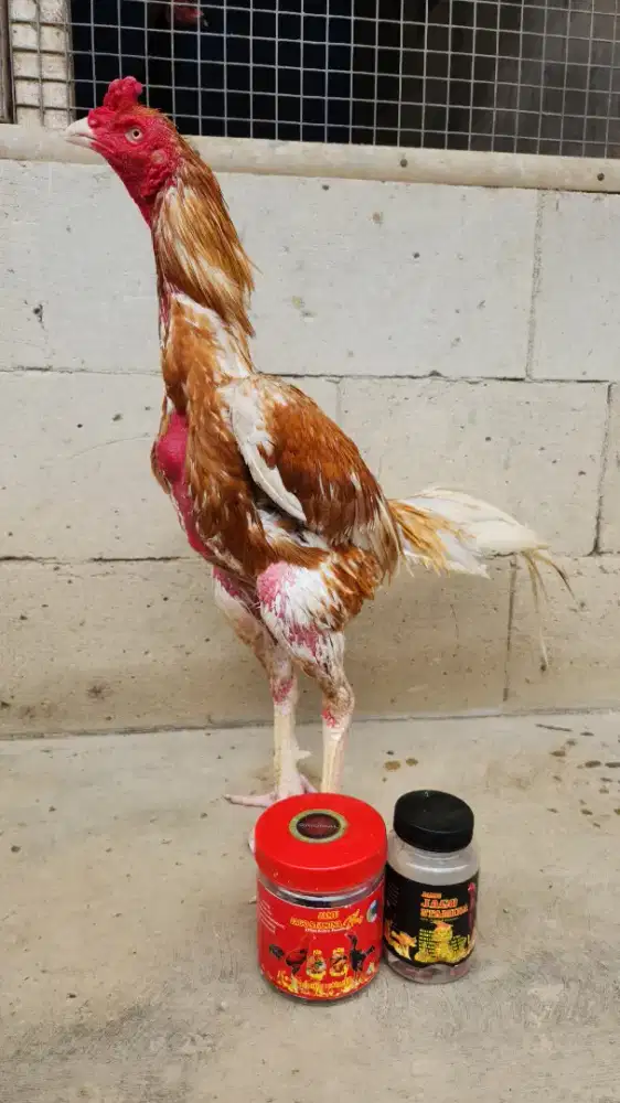 Ayam bangkok bk selatan x plucker super tehnik bangkol win 3x mewah