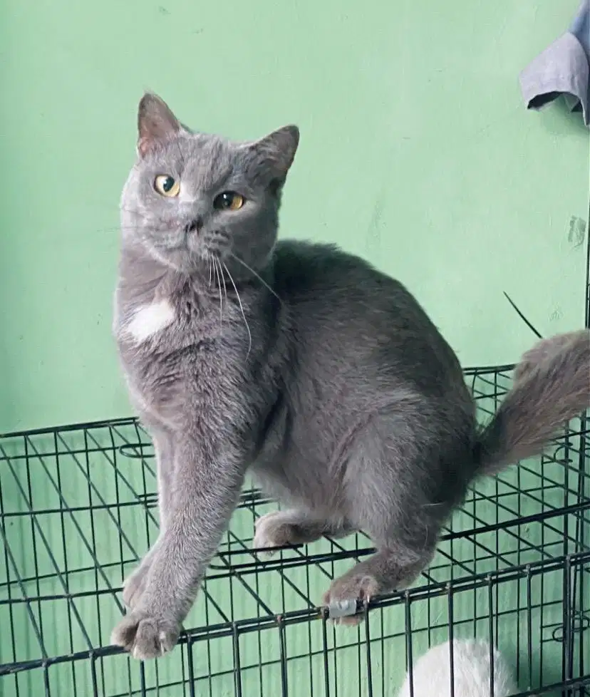 Bsh mix persia betina