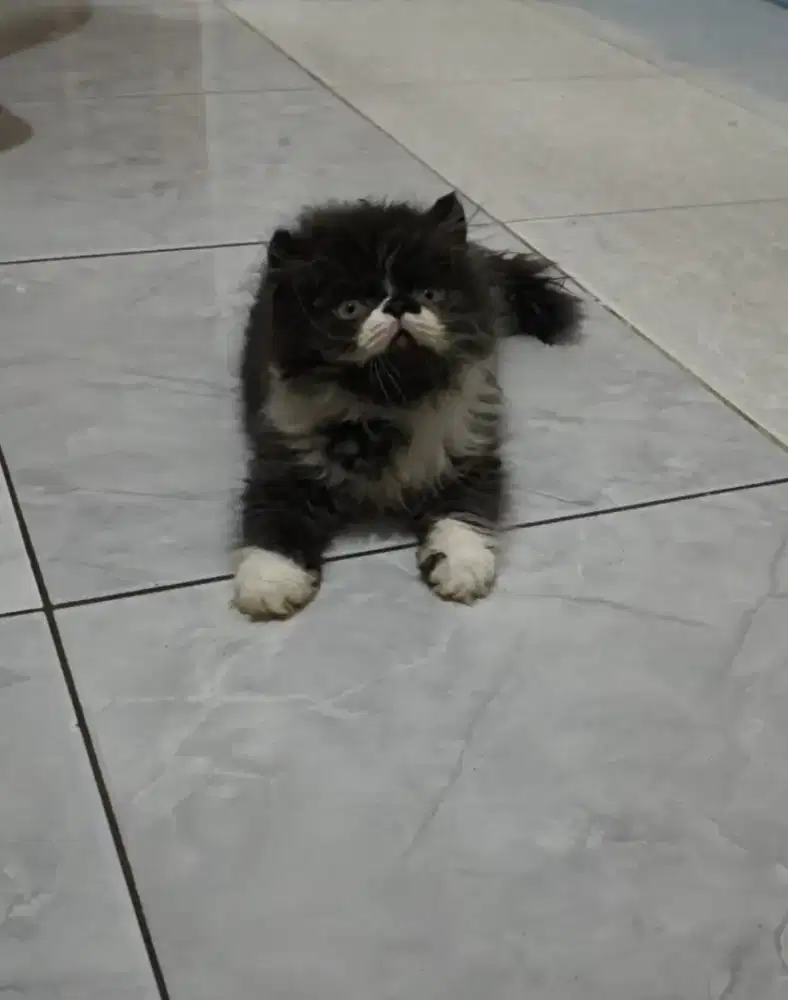 Kucing persia peaknose