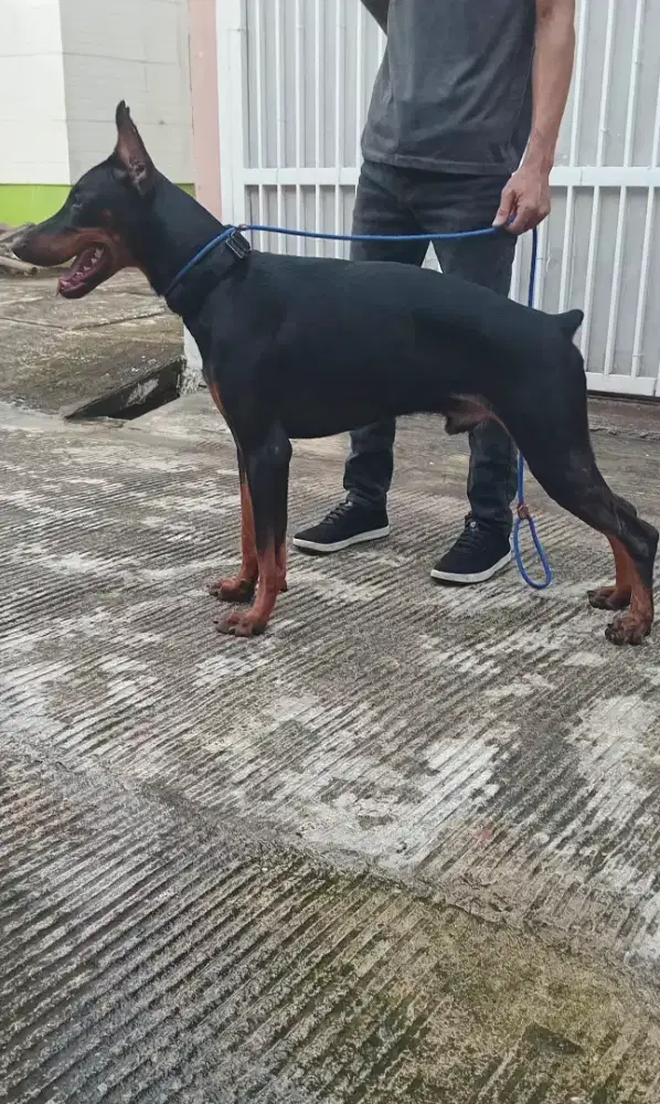 Anjing Doberman Jantan Umur 11 Bulan