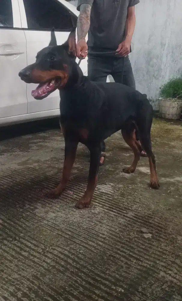 Anjing Doberman Jantan Umur 11 Bulan Gagah Fiendly