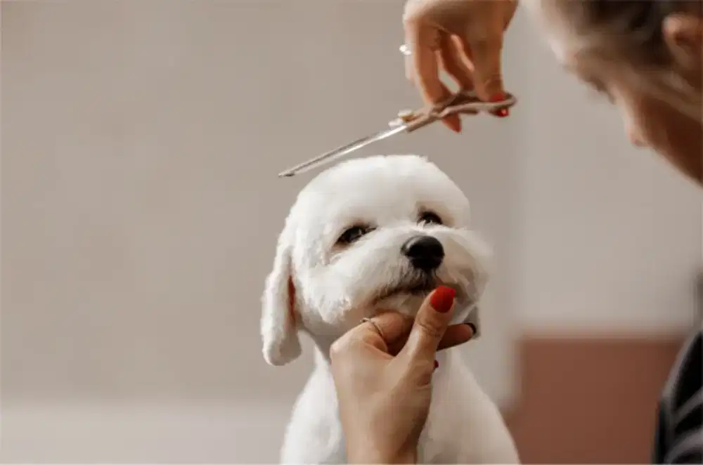 Kemang pet Grooming panggilan indo Grooming